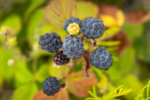 Macro shot of ripe blackberries with green foliage, showcasing fresh and vibrant colors.