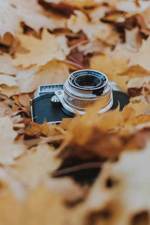 Foto Van Oude Camera Op Bladeren