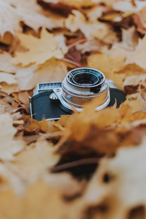 Free A vintage analog camera surrounded by fallen autumn leaves, capturing the essence of nostalgia and photography. Stock Photo
