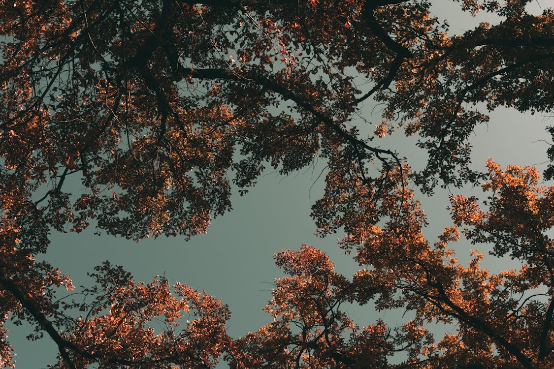Foto De árboles Durante El Amanecer