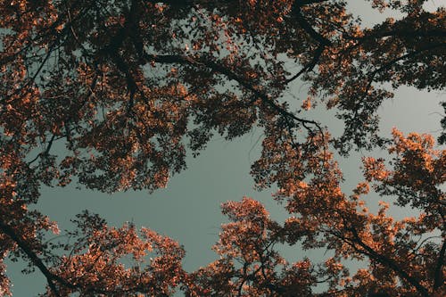 Free Photo Of Trees During Dawn Stock Photo