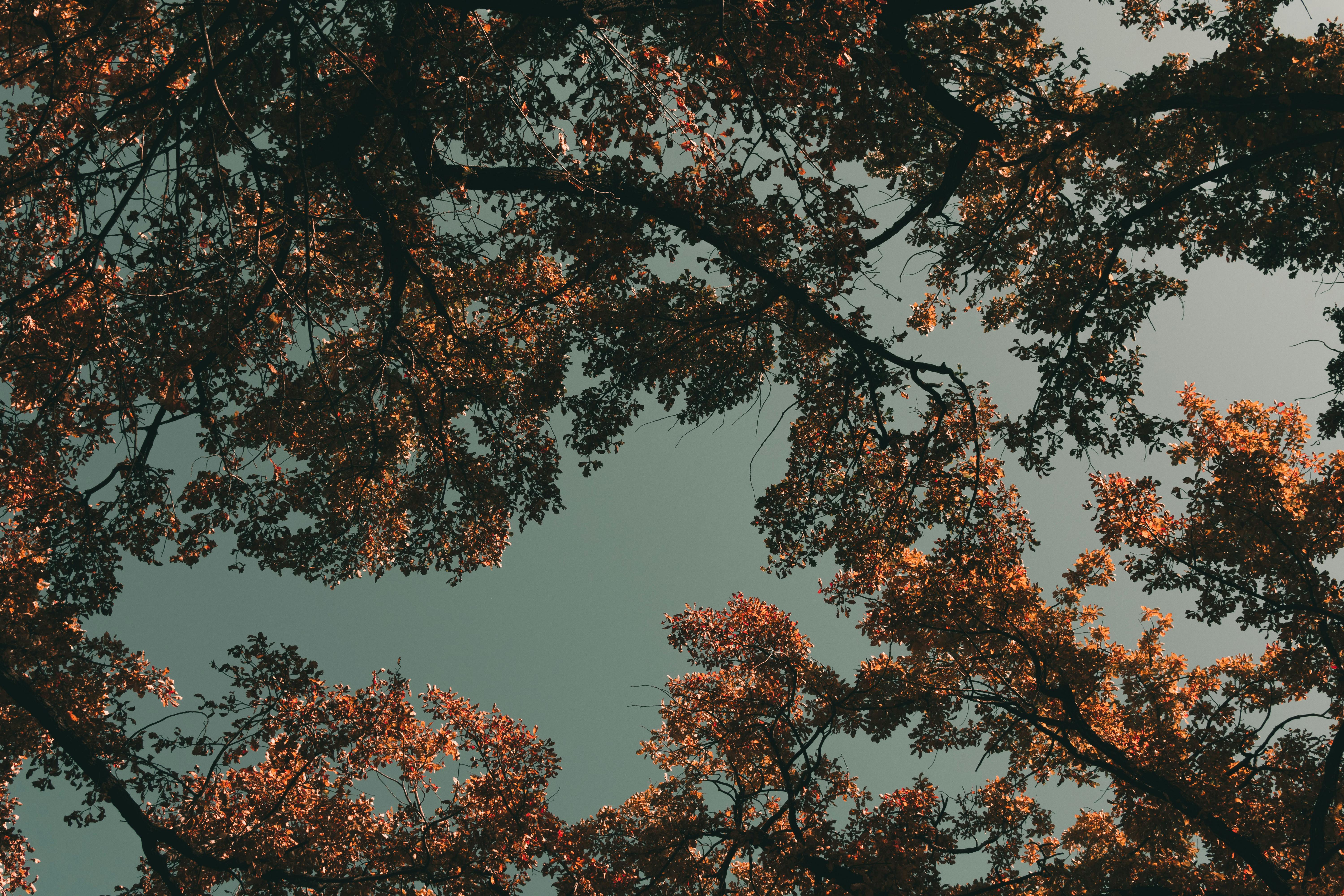 Foto profissional gratuita de alvorecer, amanhecer, ao ar livre