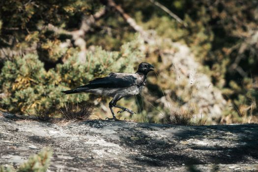 crow photo