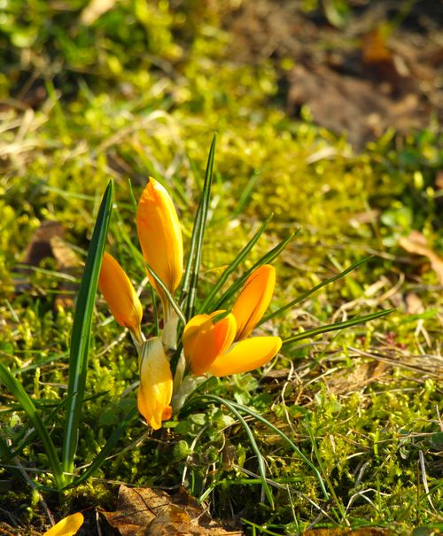 Free Close-up of vibrant yellow crocus flowers blooming amidst green grass, heralding spring. Stock Photo