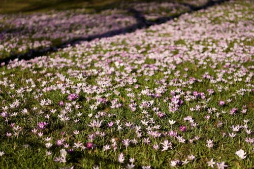 Free Capture of a colorful crocus field in spring, showcasing early blooms. Stock Photo