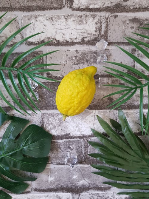 Ảnh lưu trữ miễn phí về etrog, sukkah, sukkot