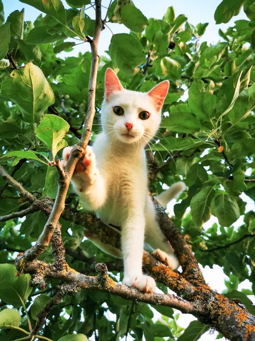 Free Playful white cat with green eyes perched on a leafy green tree branch. Stock Photo