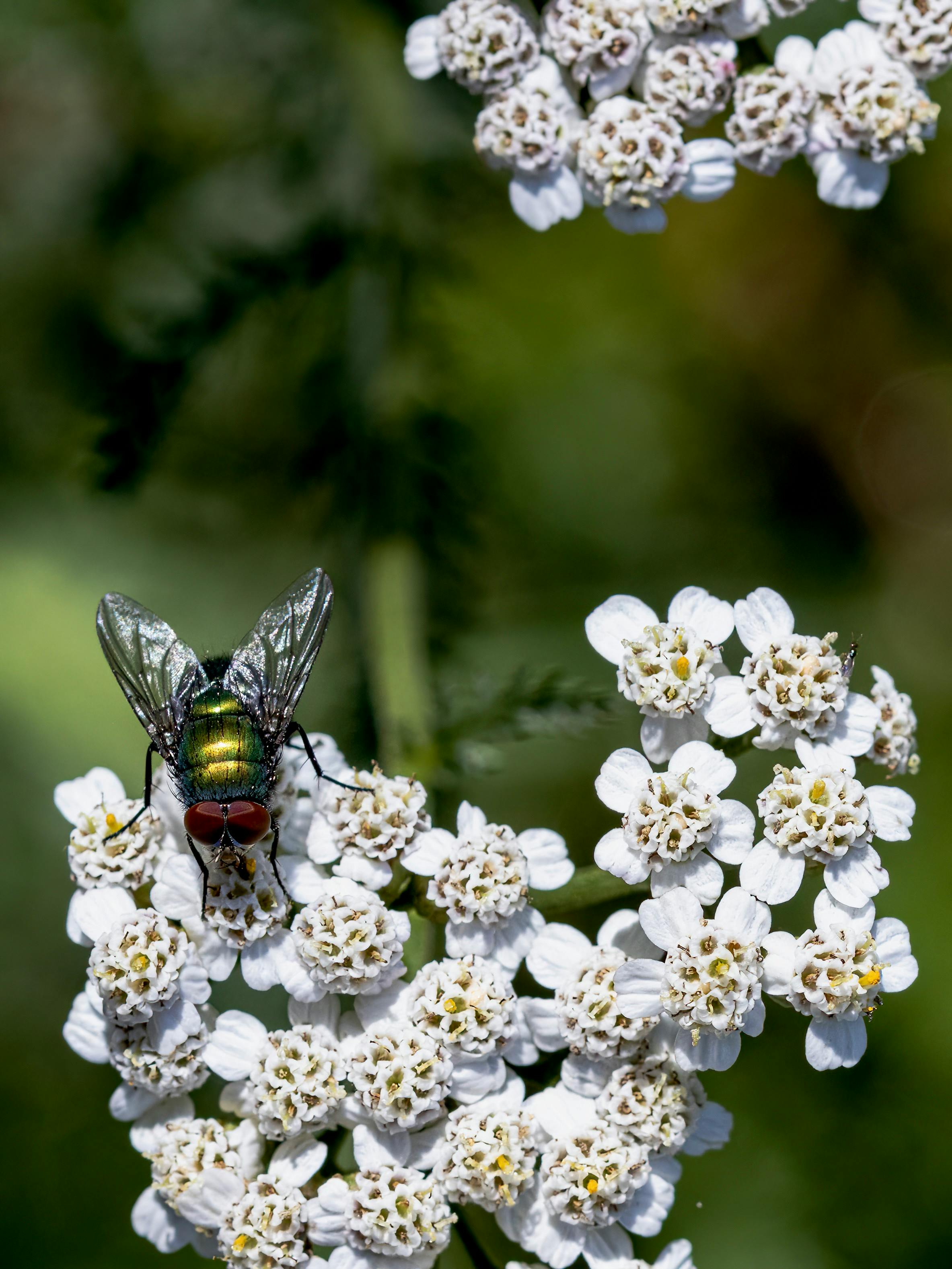 Gardener planting Achillea Millefolium in backyard