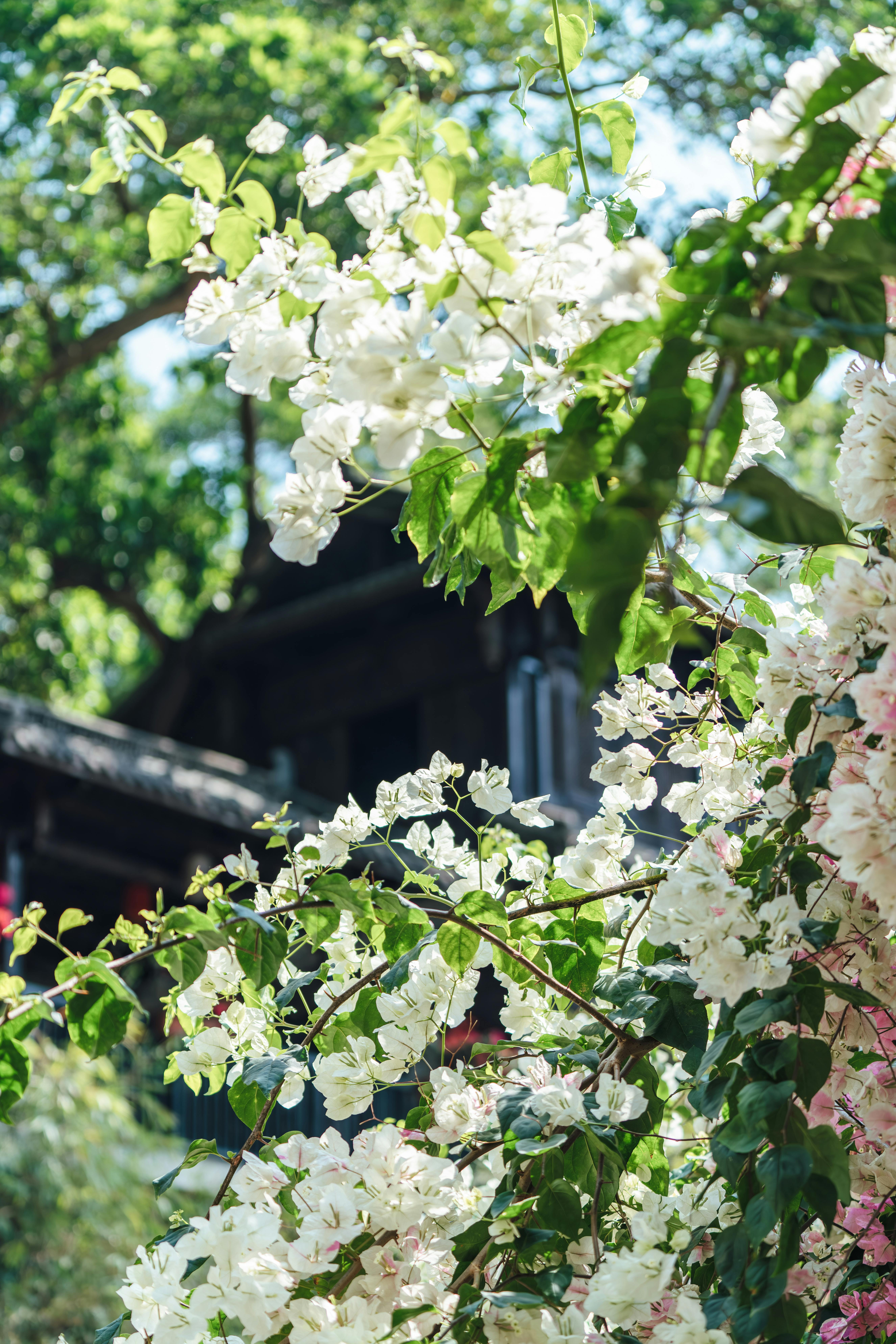 Vibrant white blossoms flourishing in serene outdoor scenery, perfect for spring themes.