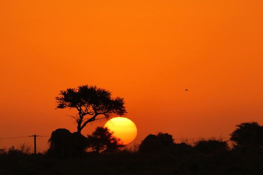 Stunning sunset landscape with silhouette of a tree and vivid orange sky.