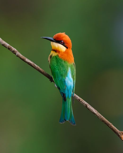 Vibrant Chestnut-headed Bee-eater perched on a branch against a green backdrop in West Bengal, India.