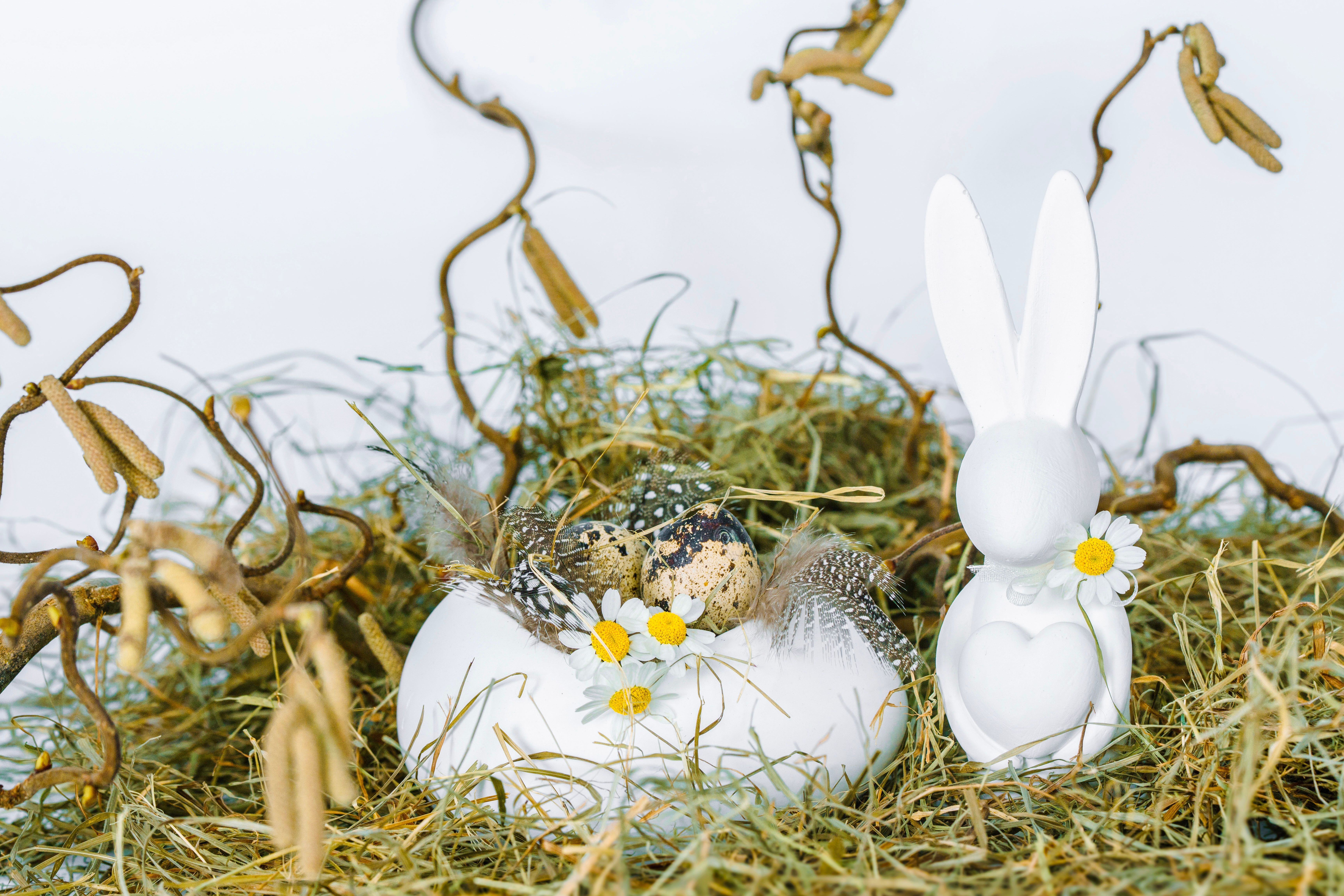 Why do rabbits build nests in yards with dogs? - The Institute for ...