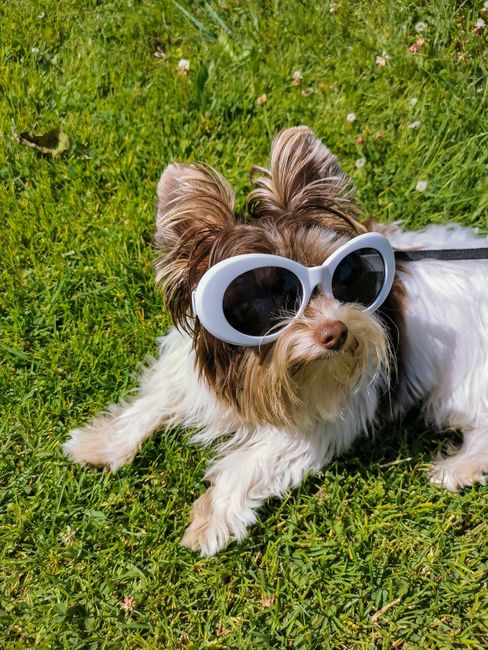 Yorkshire Terrier wearing sunglasses enjoys sunbathing on a sunny day in Latvia.