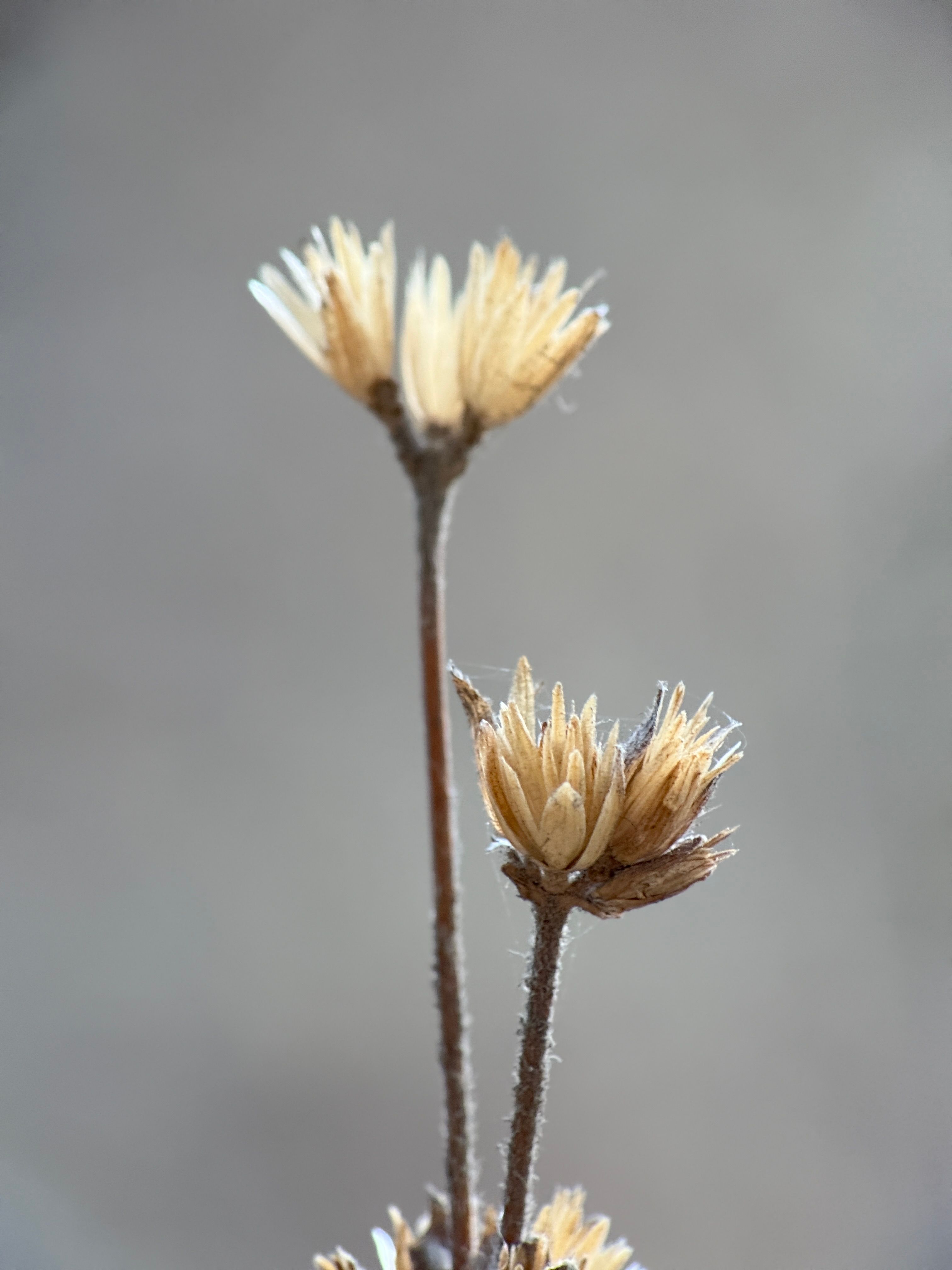 Macro of Wilting Dried Flowers in Soft Light · Free Stock Photo