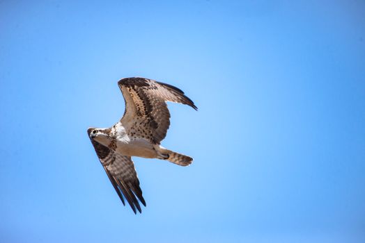 eagle photo