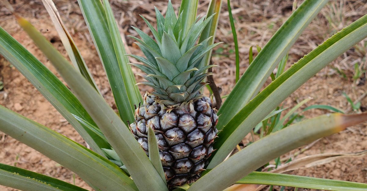 Primer Plano De Una Planta De Piña En El Campo · Foto de stock gratuita