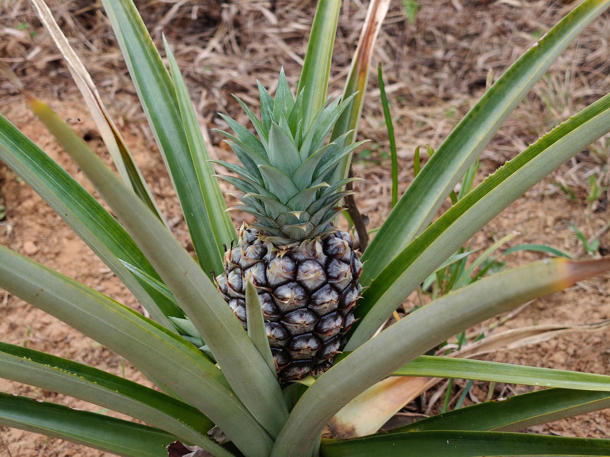 Primer Plano De Una Planta De Piña En El Campo · Foto de stock gratuita