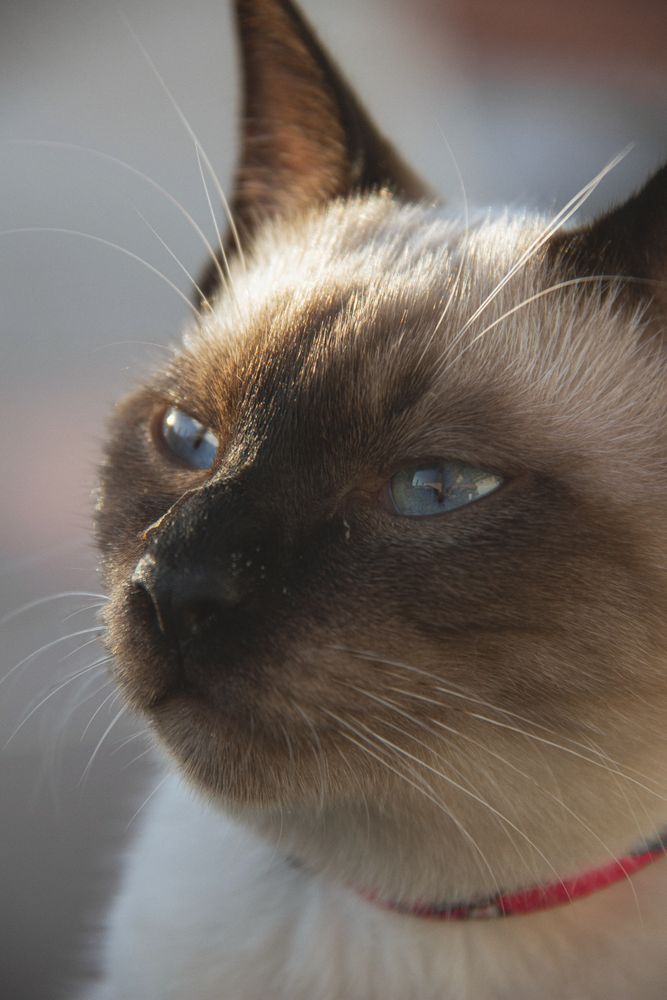 Cat Neck Photos, Download The BEST Free Cat Neck Stock Photos & HD Images