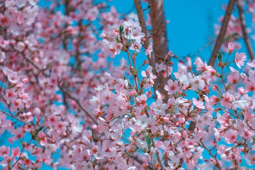 Beautiful cherry blossoms in full bloom against a vibrant blue spring sky.