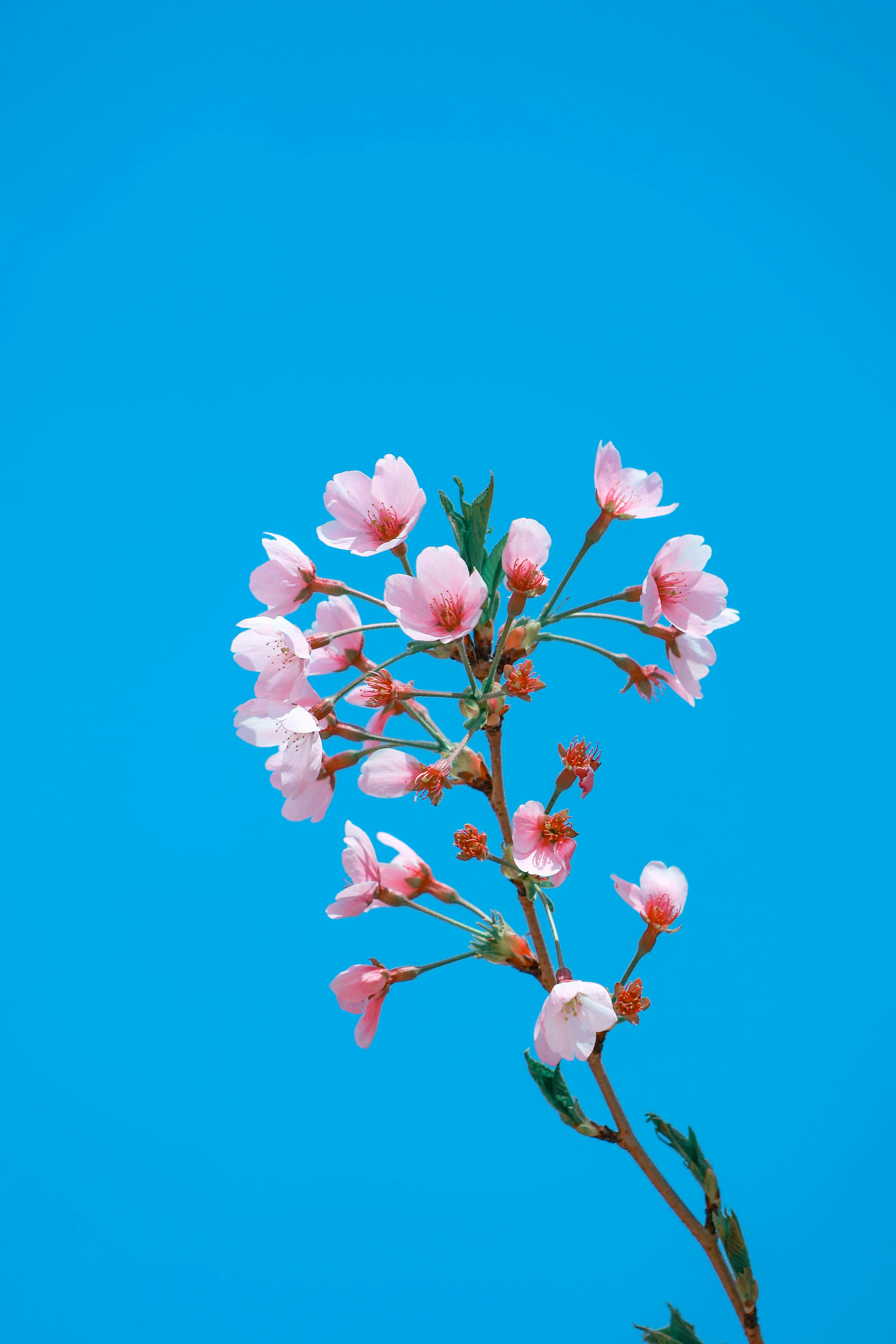Vibrant Sakura Blossoms Against Blue Sky · Free Stock Photo