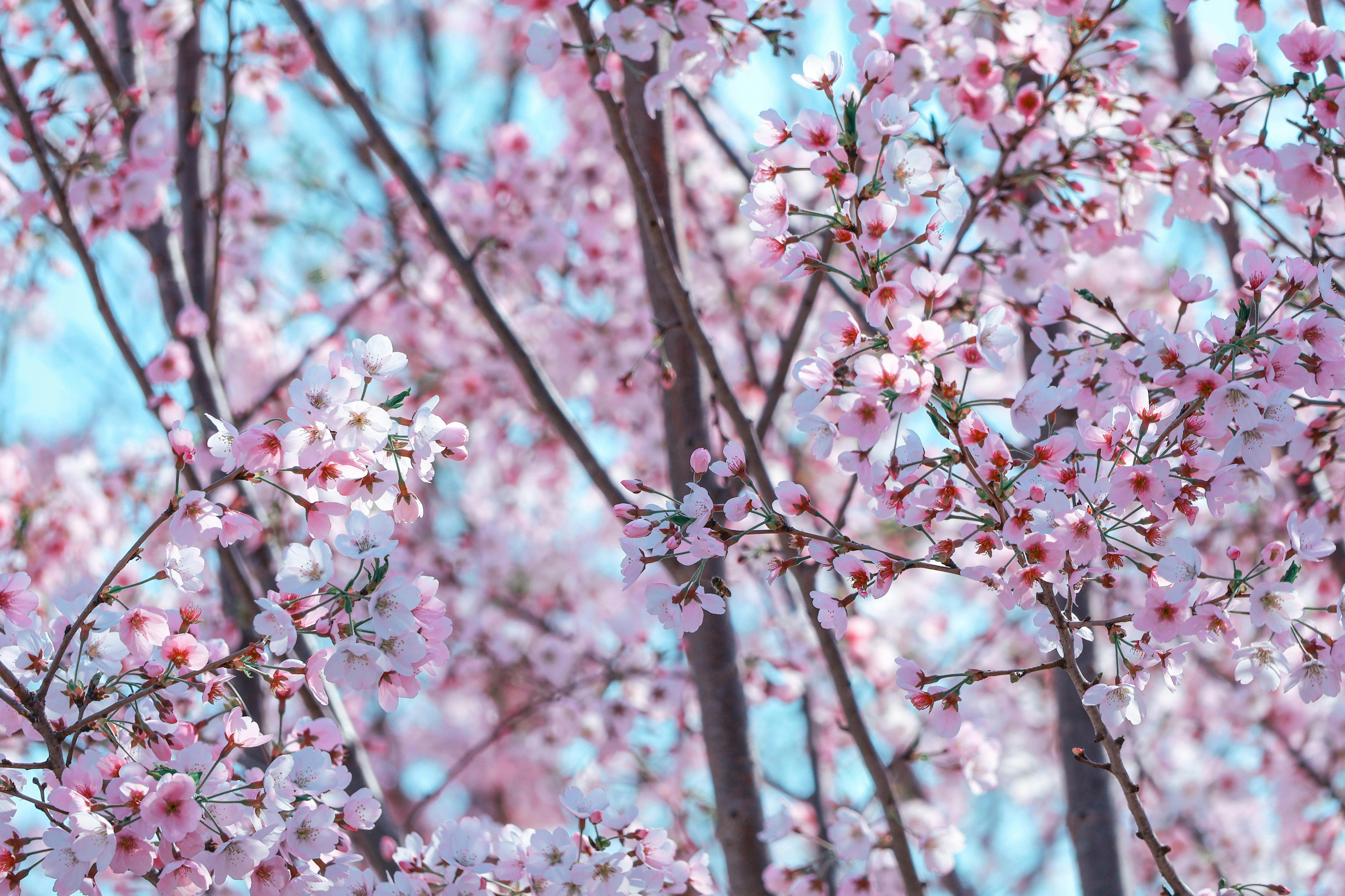 Captivating cherry blossoms in full bloom against a clear blue sky, signaling the arrival of spring.