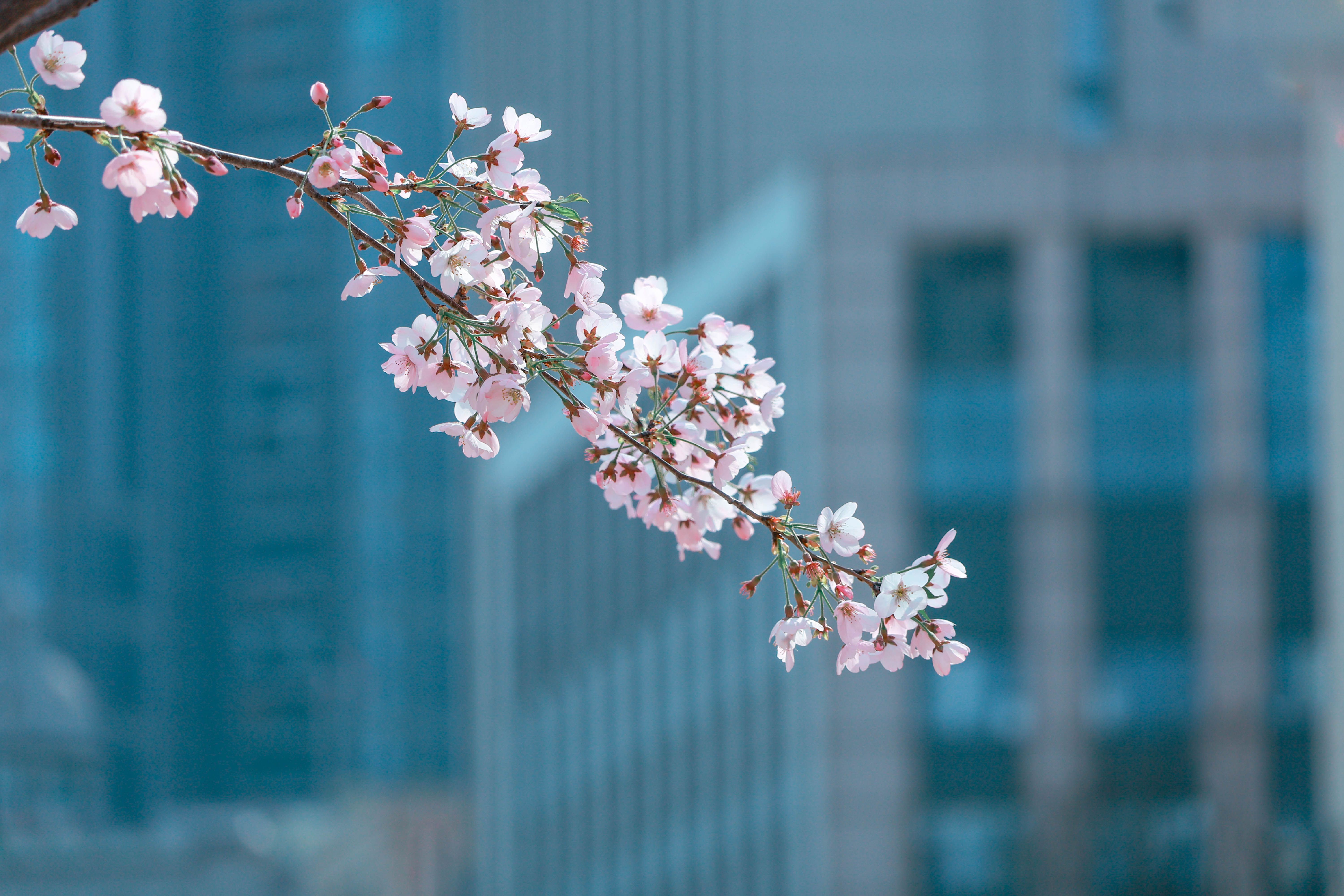 Elegant Cherry Blossoms with Urban Backdrop · Free Stock Photo