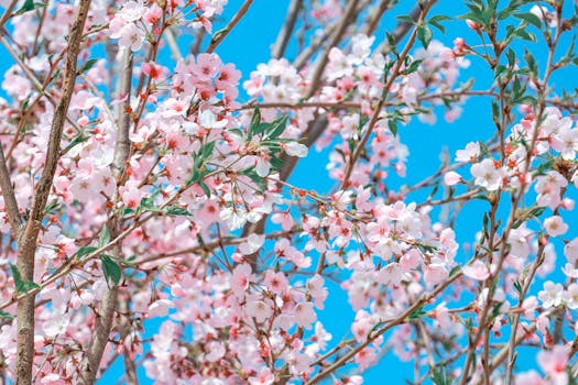 Stunning cherry blossom branches in full bloom set against a clear blue sky, highlighting the beauty of spring.
