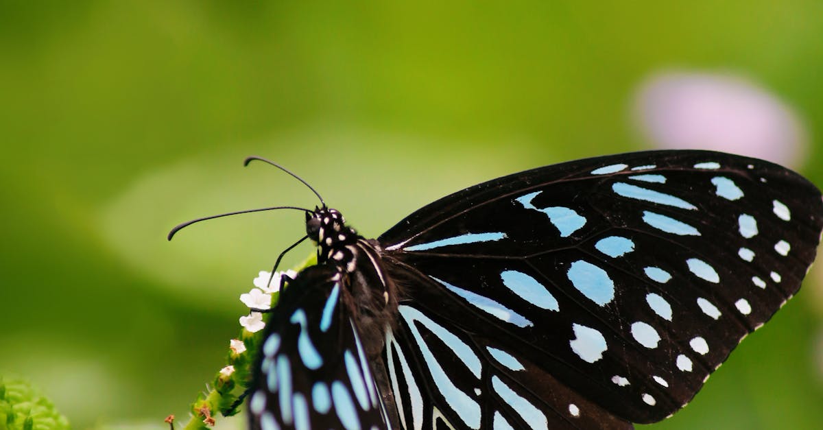 Close-up of Butterfly