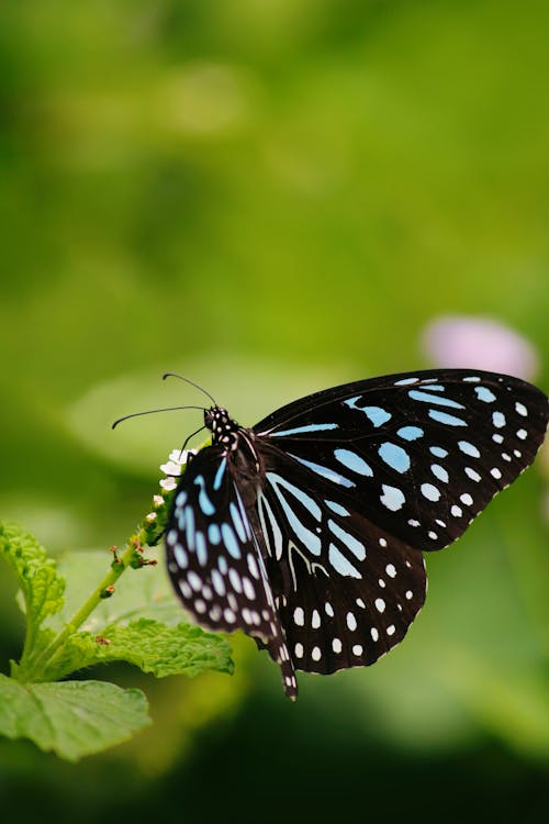 Gros Plan D'un Papillon