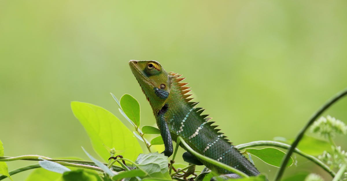 Free stock photo of chameleon, green, nature
