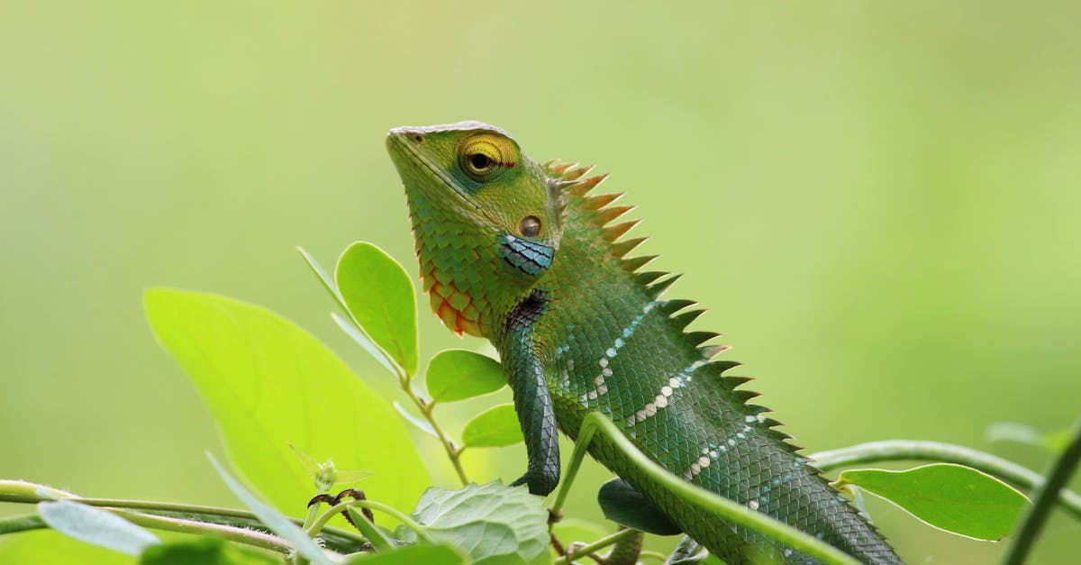 Closeup Photography of Chameleon