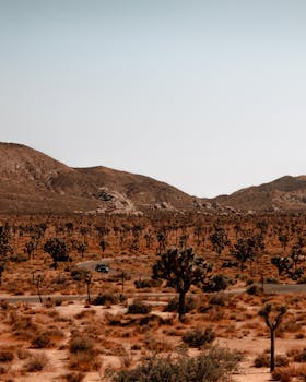 约书亚树国家公园的沙漠景色优美，约书亚树以山峦为背景