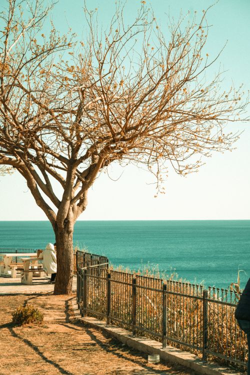 Free Tranquil winter scene with a bare tree and blue sea in Antalya, perfect for relaxation imagery. Stock Photo