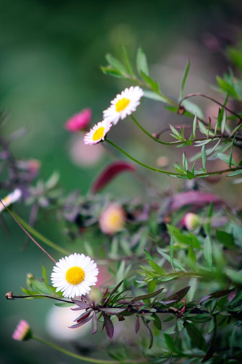 免費 白色花瓣花朵的選擇性聚焦攝影 圖庫相片