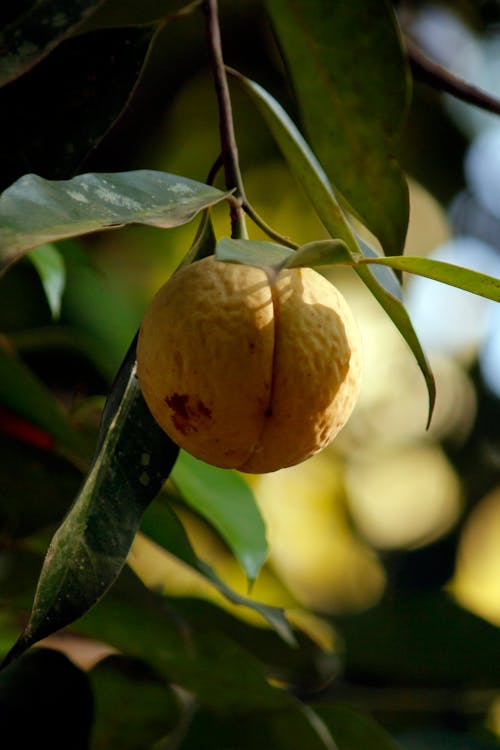 Foto profissional grátis de alimento, amarelo, delicioso