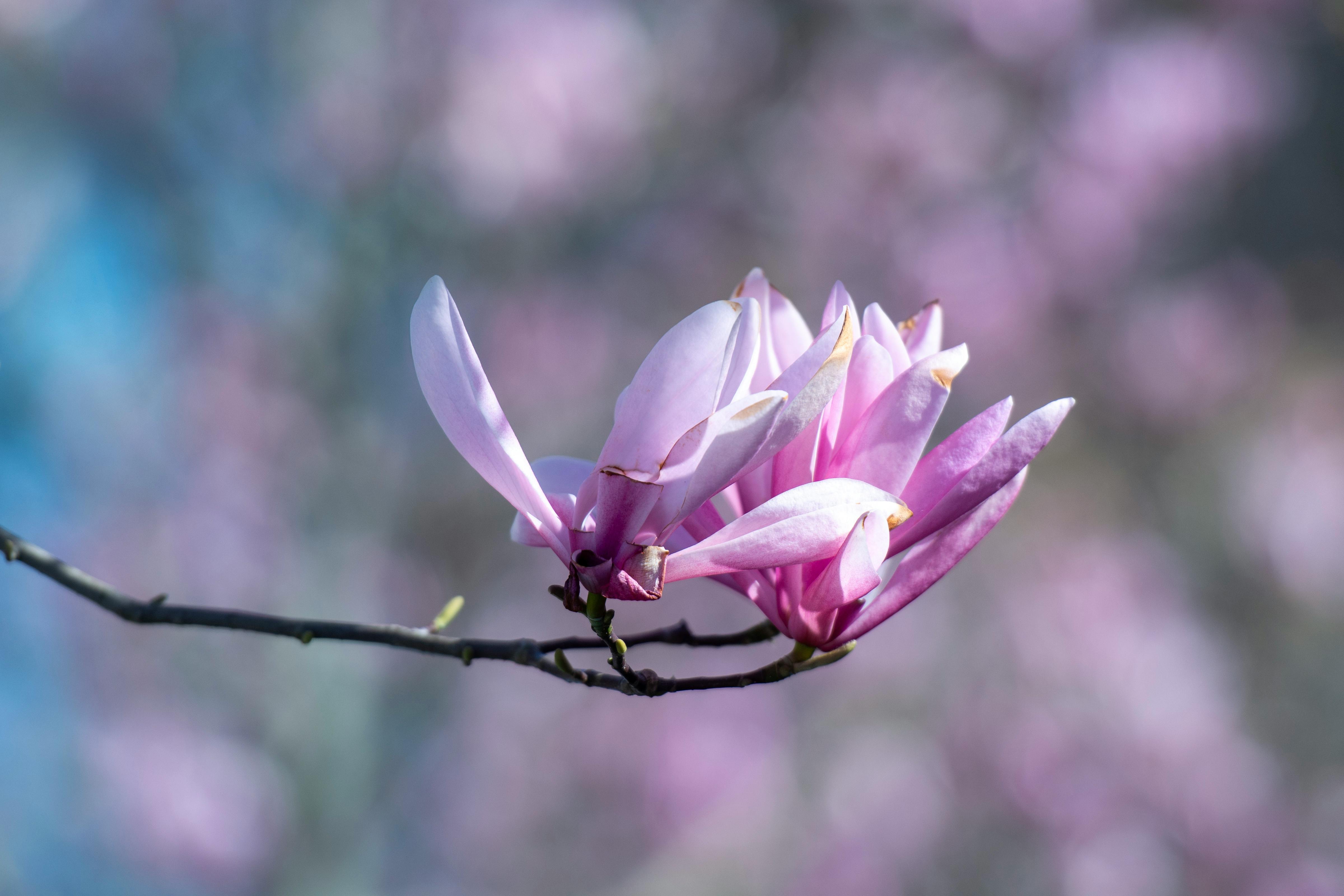 Magnolia’s AAA Hobbies To Close 2026 (Second Half). Iconic Hobby- Craft Emporium — Photo by Jan van der Wolf on Pexels