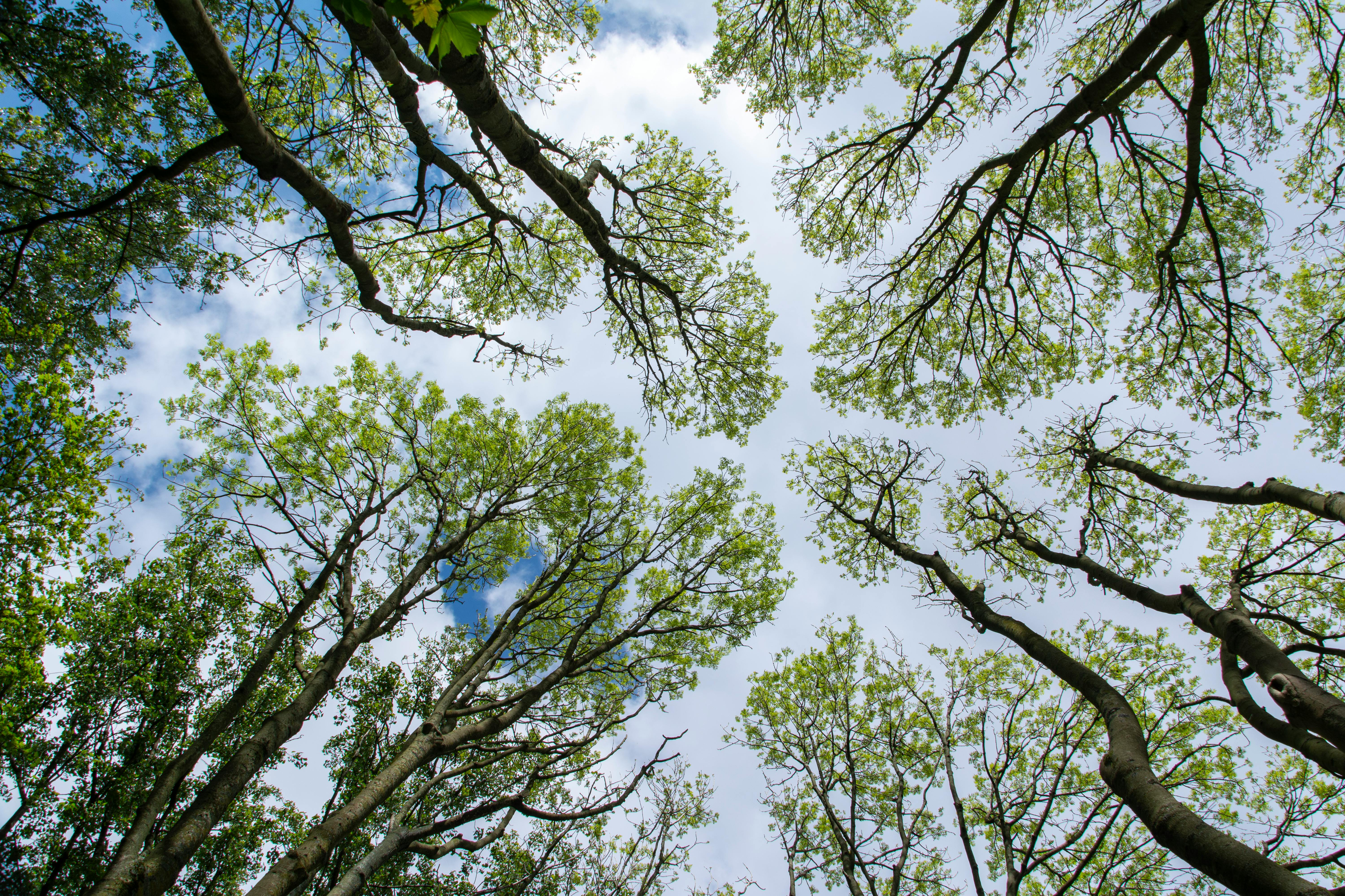 Vue captivante de la canopée des arbres s'élevant vers un ciel bleu, symbolisant la sérénité de la nature.