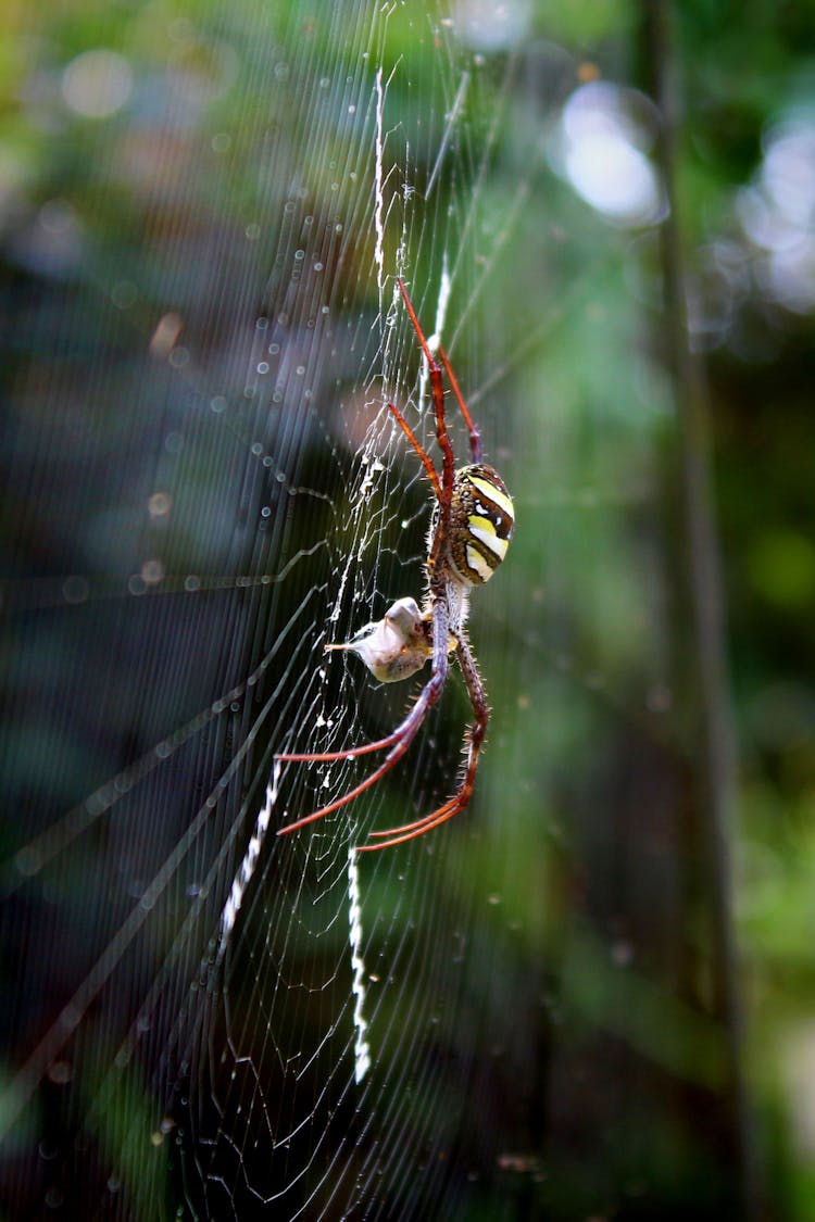 Brown And Yellow Spider