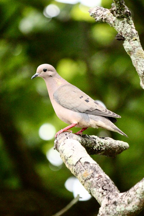 Free A serene mourning dove perched gracefully on a branch outdoors. Stock Photo