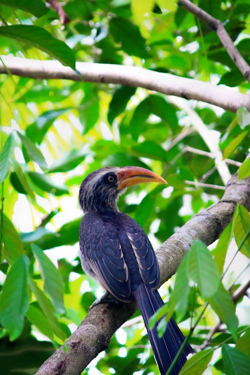 Bird Perching on Tree Branch