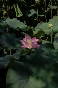 Pink lotus flower blooming in a tranquil bamboo forest, creating a serene natural scene.