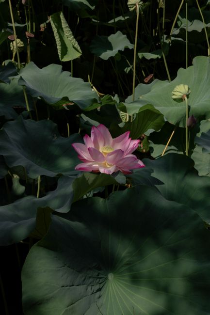 Pink lotus flower blooming in a tranquil bamboo forest, creating a serene natural scene.