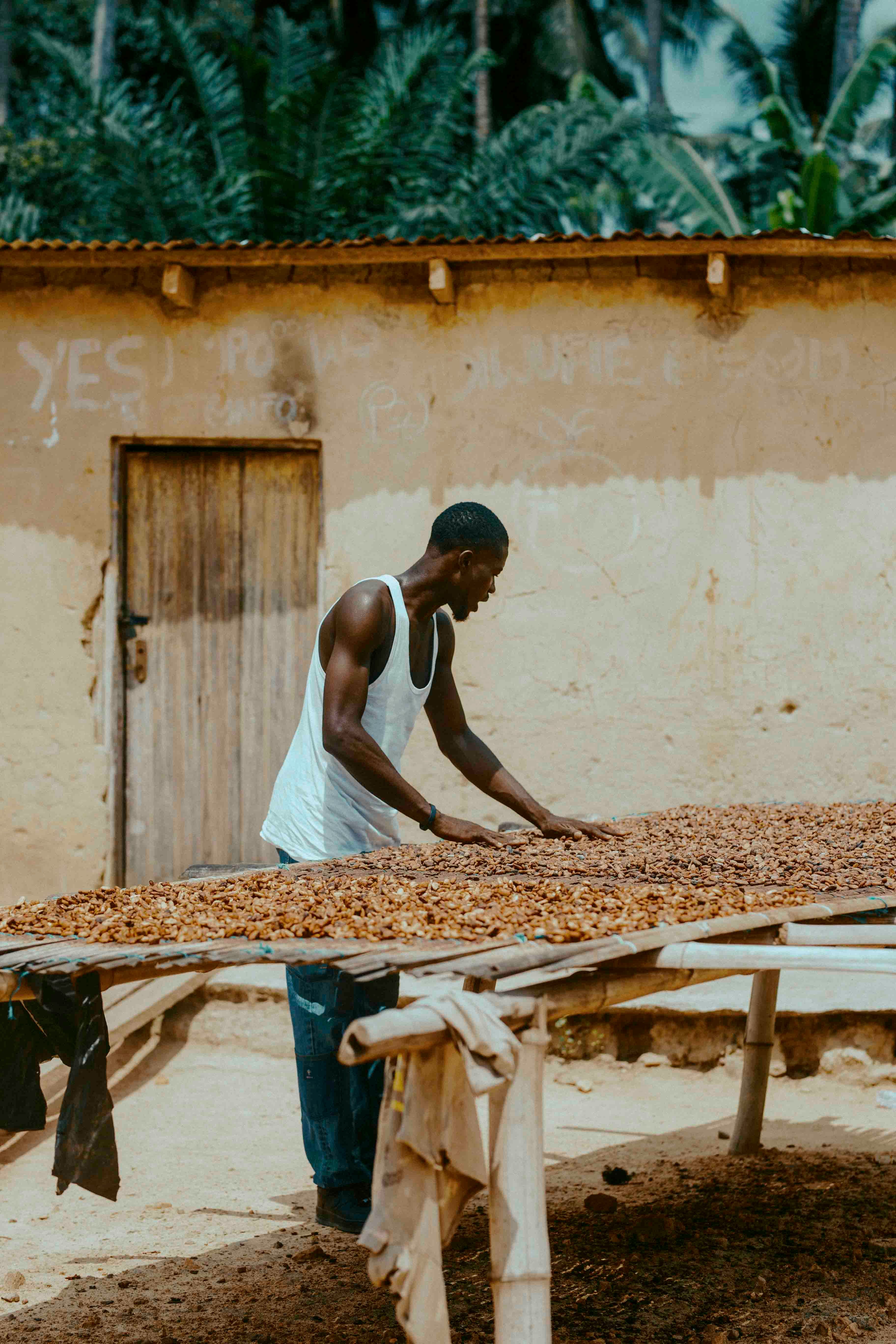 A farmer drying cocoa beans in the sun in Ghana