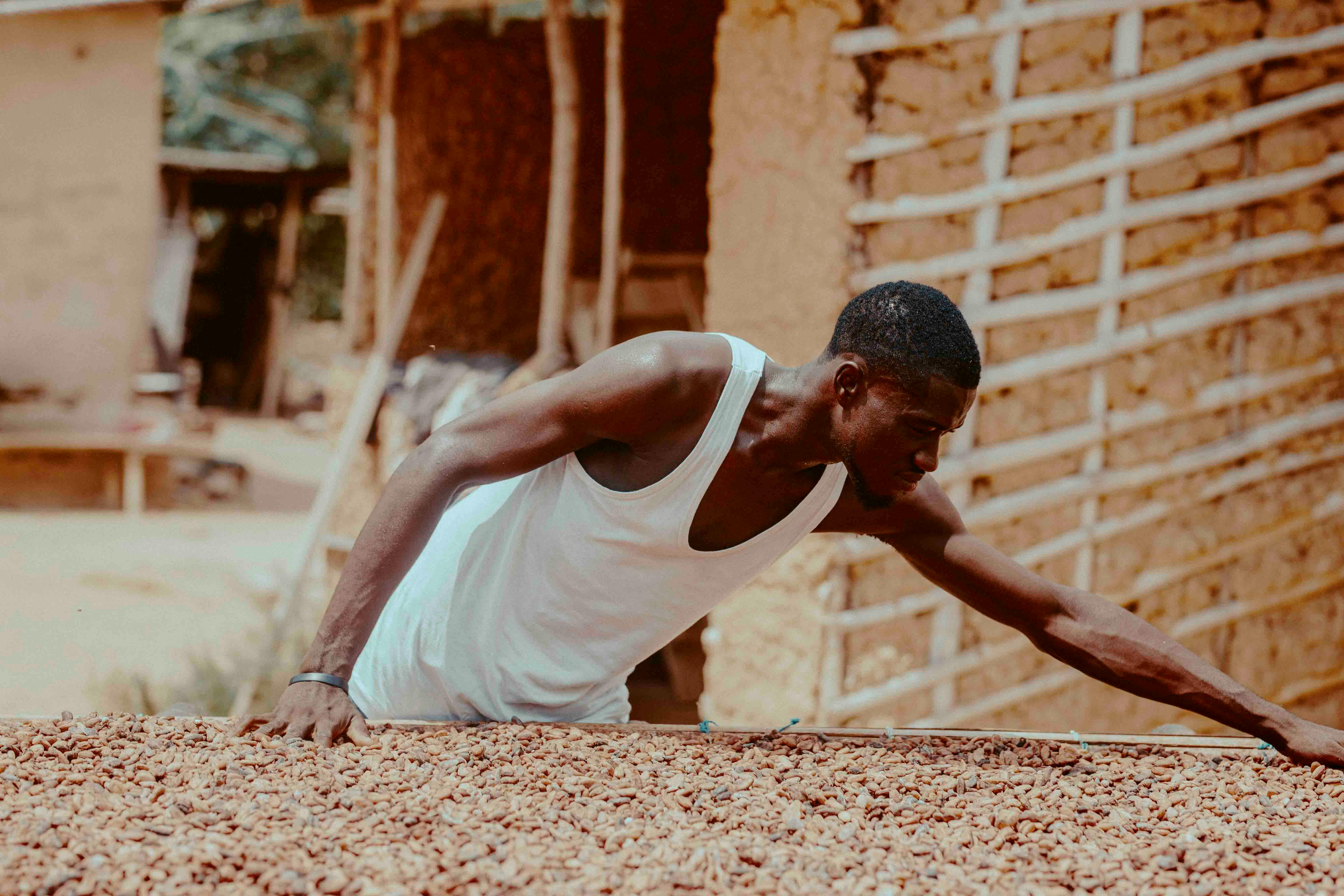 Ghanaian cocoa farmer drying beans traditionally