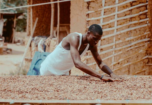 A cocoa farmer in Ghana carefully dries cocoa beans using traditional methods in a rustic setting.
