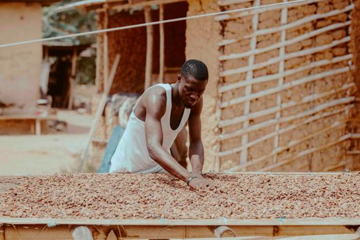 A farmer in Ghana drying cocoa beans under the sun, showcasing traditional agricultural practices.