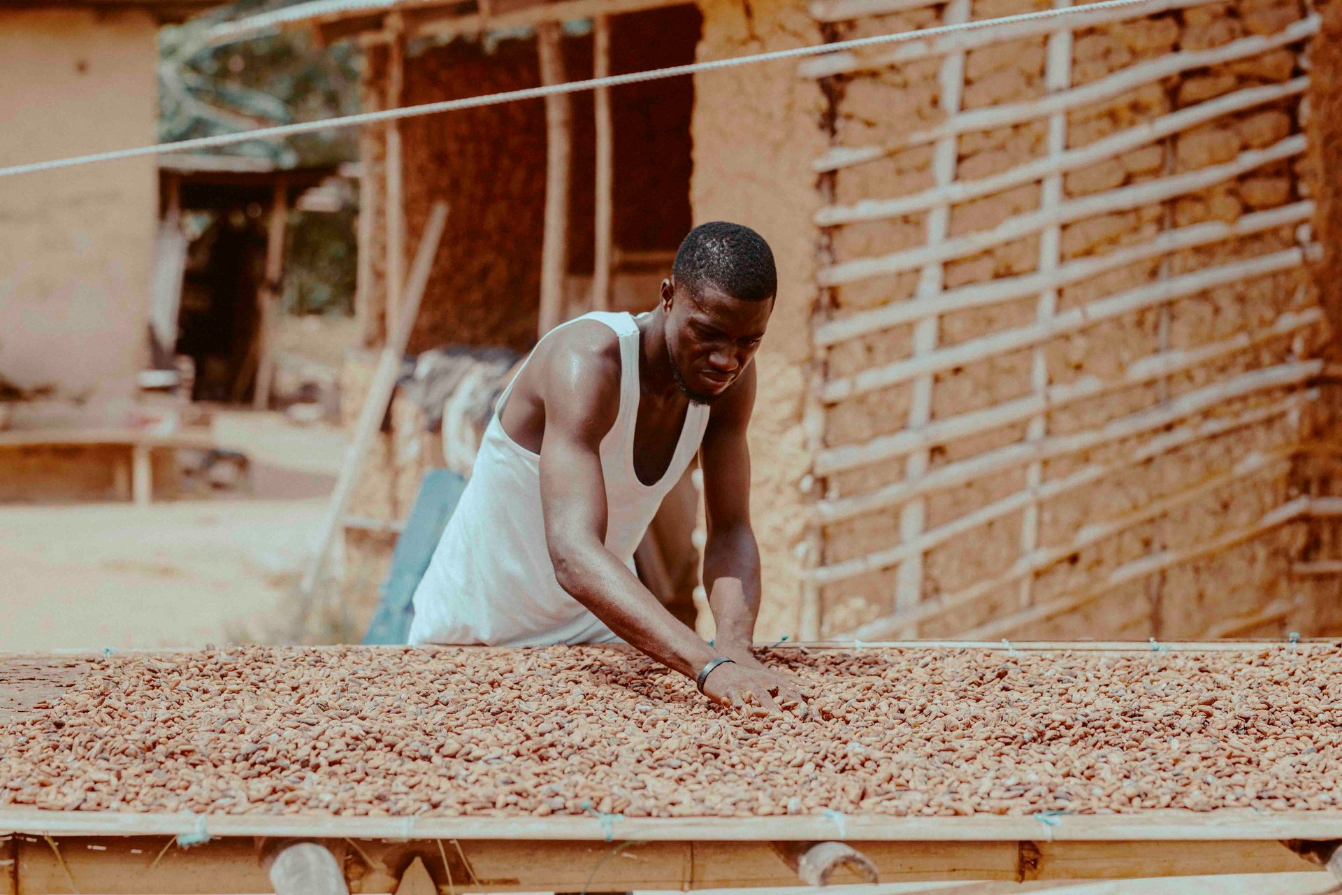 A farmer in Ghana drying cocoa beans under the sun, showcasing traditional agricultural practices.