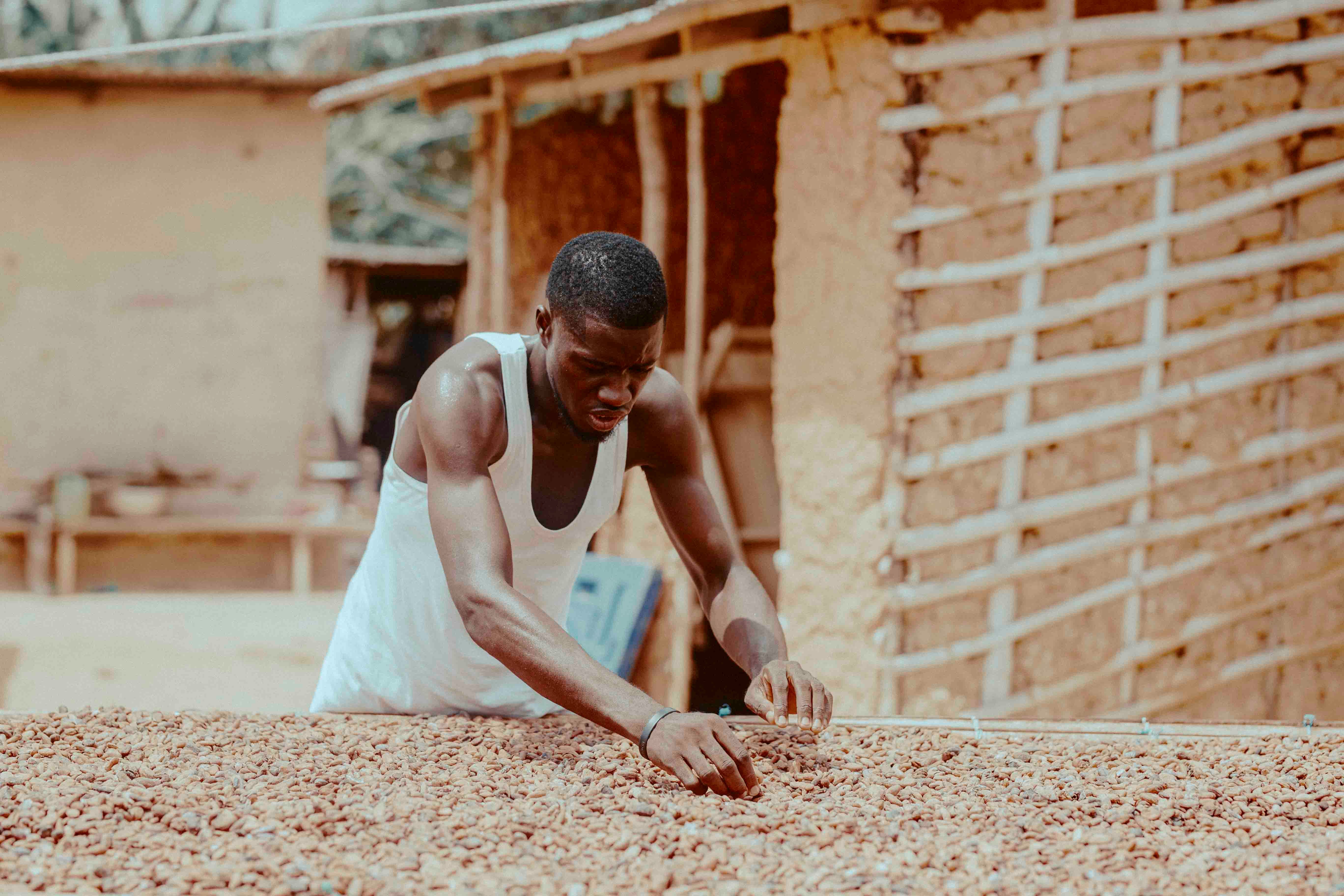 Hardworking cocoa farmer drying beans in the warm sun of rural Ghana.