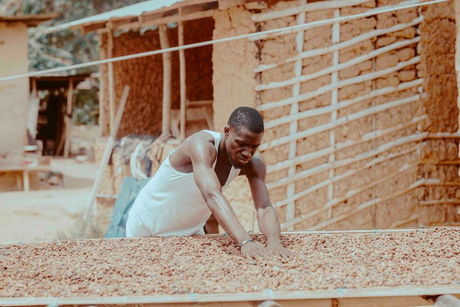 A cocoa farmer in rural Ghana spreads beans to dry evenly in the sun — slow, even drying is what earns top grade.