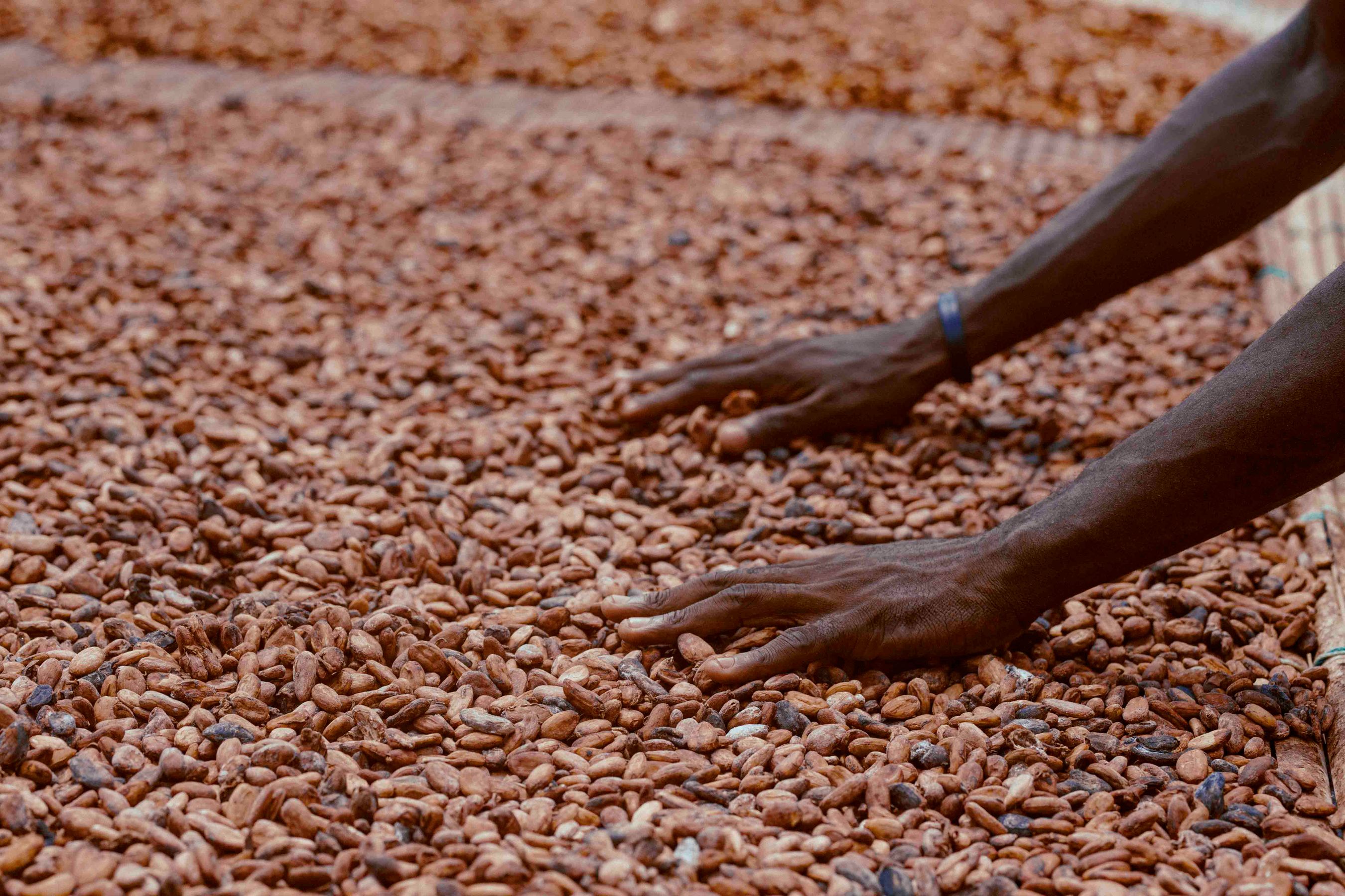 Cocoa beans drying process in Ghana